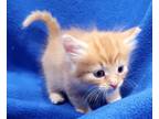 Adopt Sweet Pea a Orange or Red Tabby Tabby (medium coat) cat in Ypsilanti