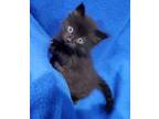 Adopt Garbonzo a All Black Domestic Mediumhair (medium coat) cat in Ypsilanti