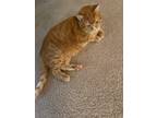 Adopt Skittles a Orange or Red Domestic Shorthair / Mixed (short coat) cat in