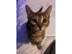 Adopt Micky a Brown Tabby American Shorthair (short coat) cat in Bethel