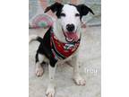 Adopt Troy a Australian Shepherd / Mixed dog in Gautier, MS (41400139)