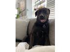 Adopt Piper a Black Labrador Retriever / Mixed dog in Marlton, NJ (37197878)