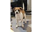 Adopt Darius a White Jack Russell Terrier / Mixed dog in Newport, KY (41467973)