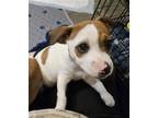 Adopt Lysander a White Jack Russell Terrier / Mixed dog in Newport