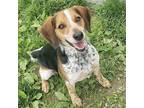 Adopt Shane a Tricolor (Tan/Brown & Black & White) Beagle / Mixed dog in
