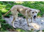 Adopt Kasey a Tan/Yellow/Fawn - with White Labrador Retriever / Mixed Breed