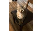 Adopt Little Dude a Brown Tabby Tabby / Mixed (short coat) cat in Milwaukee