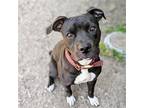 Adopt Fergie a Black Pit Bull Terrier / Mixed dog in Oakland, CA (41447904)