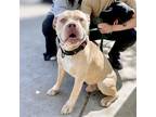 Adopt Jackson a Tan/Yellow/Fawn American Pit Bull Terrier / Mixed dog in