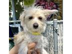Adopt Opal a Terrier (Unknown Type, Medium) / Mixed dog in Oakland