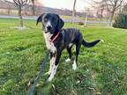 Adopt Charlee a Brindle - with White Anatolian Shepherd / Mixed dog in Chester