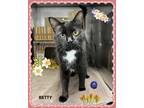 Adopt Betty(fta) a Domestic Shorthair / Mixed cat in Orangeville, ON (41467926)