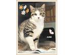 Adopt June a Domestic Shorthair / Mixed cat in Orangeville, ON (41467925)