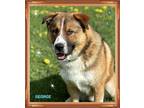 Adopt George a St. Bernard / Collie / Mixed dog in Orangeville, ON (41467924)