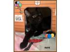 Adopt Raye a Domestic Shorthair / Mixed cat in Orangeville, ON (41467922)