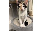 Adopt Daisy a Calico or Dilute Calico Calico / Mixed (short coat) cat in Frisco