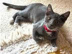 Adopt Oakley a Gray or Blue (Mostly) American Shorthair / Mixed (short coat) cat