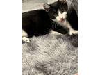 Adopt Celeste a Black & White or Tuxedo Domestic Shorthair / Mixed (short coat)