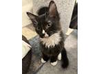 Adopt Ash a Gray or Blue (Mostly) Domestic Shorthair / Mixed (short coat) cat in