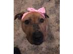 Adopt Sunbury #137 - Penelope a Tan/Yellow/Fawn Pit Bull Terrier / Mixed dog in