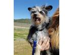 Adopt Coco a Gray/Blue/Silver/Salt & Pepper Terrier (Unknown Type