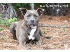 Adopt Raya #15310 a Brindle Pit Bull Terrier / Mixed dog in Monroe