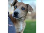 Adopt Wren a Tan/Yellow/Fawn Labrador Retriever / Mixed dog in Brooklyn Center