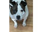 Adopt Peaches a White - with Black Bull Terrier / Mutt / Mixed dog in High