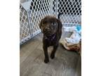 Adopt Mocha a Brown/Chocolate Labrador Retriever / Mixed dog in JACKSONVILLE