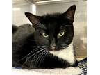 Adopt Major (bonded with Precious) a All Black Domestic Shorthair / Mixed cat in