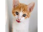 Adopt Christofur (bonded w/Paulie Walnuts) a Orange or Red Domestic Shorthair /