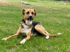 Adopt Mason a Tricolor (Tan/Brown & Black & White) Beagle / Mixed dog in