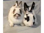 Adopt Lucy & Ethel a White English Spot / Mixed rabbit in Hillside