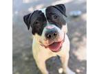 Adopt Mosie a White Pit Bull Terrier / Mixed dog in Oakland, CA (41468016)