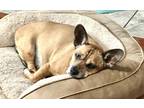 Adopt Tuck a Red/Golden/Orange/Chestnut Corgi / Mixed dog in Melrose