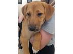 Adopt Maggie a Tan/Yellow/Fawn Labrador Retriever / Mixed dog in Spring