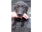 Adopt Brooks a Black Labrador Retriever / Mixed dog in Spring, TX (41467593)