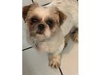 Adopt Ruby Hadley DH D2024 in New England a Tan/Yellow/Fawn Shih Tzu / Mixed dog