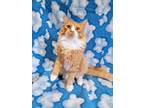Adopt Zeppelin a Orange or Red (Mostly) Domestic Longhair (long coat) cat in