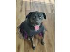 Adopt Amaya a Black - with Tan, Yellow or Fawn Labrador Retriever / Jack Russell
