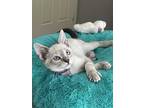 Adopt Azalea a Cream or Ivory (Mostly) Siamese (short coat) cat in Goodyear