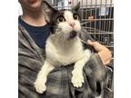 Adopt Tom 1/7 a Domestic Shorthair / Mixed (short coat) cat in Detroit