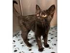 Adopt Bell 2/2 a Domestic Shorthair / Mixed (short coat) cat in Detroit