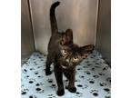 Adopt Beast 1/2 a Domestic Shorthair / Mixed (short coat) cat in Detroit