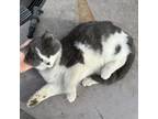 Adopt Cleggy a Domestic Shorthair / Mixed (short coat) cat in Detroit