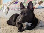 Adopt Lacey a Black Australian Shepherd dog in Boulder, CO (41285596)