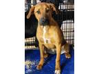 Adopt Zoey ~ meet me! a Red/Golden/Orange/Chestnut Rhodesian Ridgeback / Boxer /