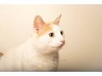 Adopt Fritz a White (Mostly) Domestic Shorthair (short coat) cat in Hornell
