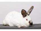 Adopt Esme a Californian / Mixed (short coat) rabbit in Pflugerville