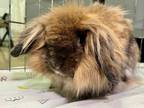 Adopt Barnaby a American / Mixed (short coat) rabbit in Pflugerville